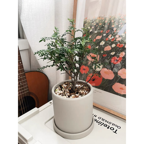 Latitude Run® Ceramic Flower Pot Planter Wayfair